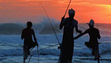 Stilt Fishing at Ahangama